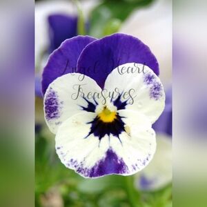 5x7 Original Photography Of Purple & White Pansy Nature Photo Print